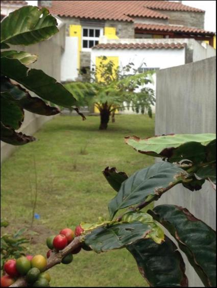 Casa Auri Villa Faial da Terra Exterior foto
